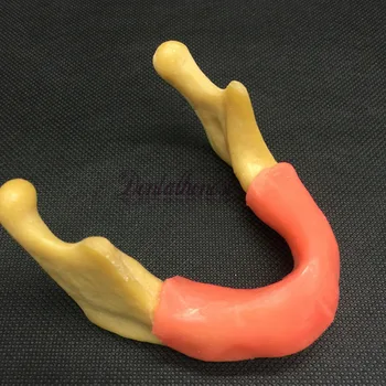 Dentare A Maxilarului Inferior Implant Model De Simulare A Omului Mandibulei Mandibulei Orală Exercițiu Instrument Dentar Didactic Din Învățământul Studiu